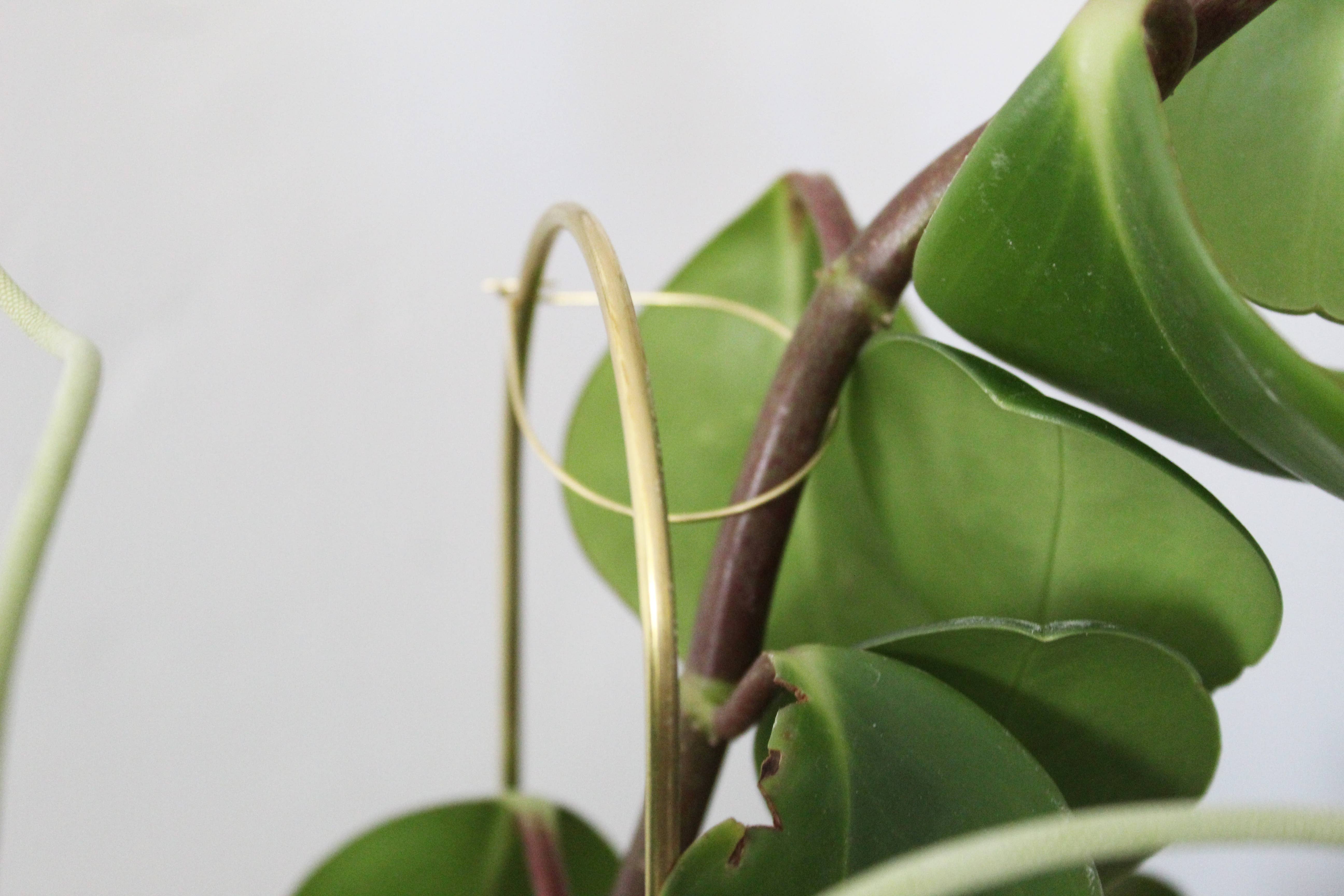 Andamio - Wholesale Plant Pot - Plant Pins Brass Houseplant Trellis Support - Assorted Sizes7