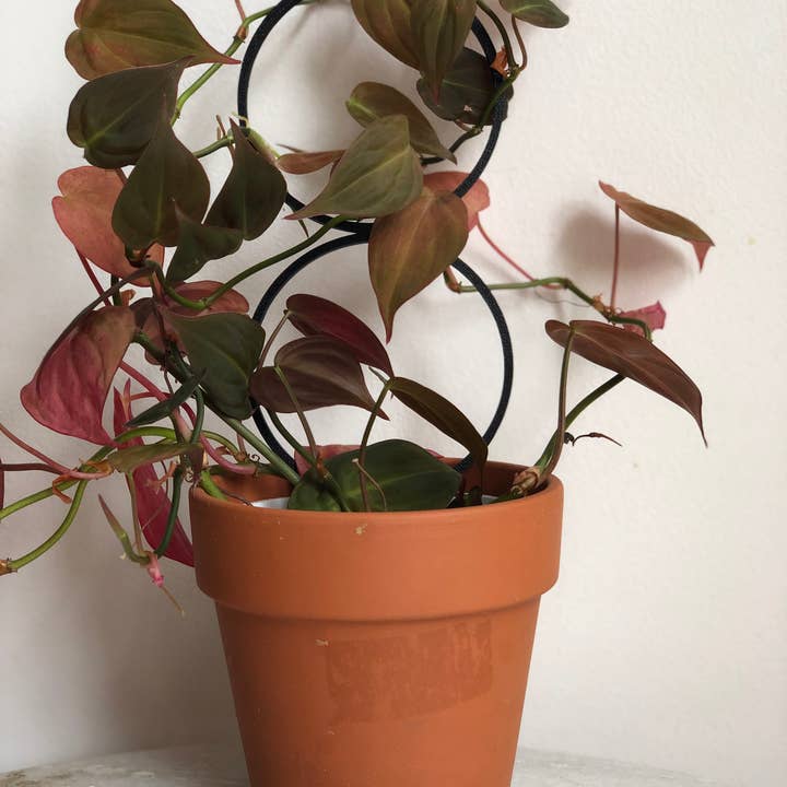 Pine & Sprout - Wholesale Trellis - Circle Houseplant Trellis3