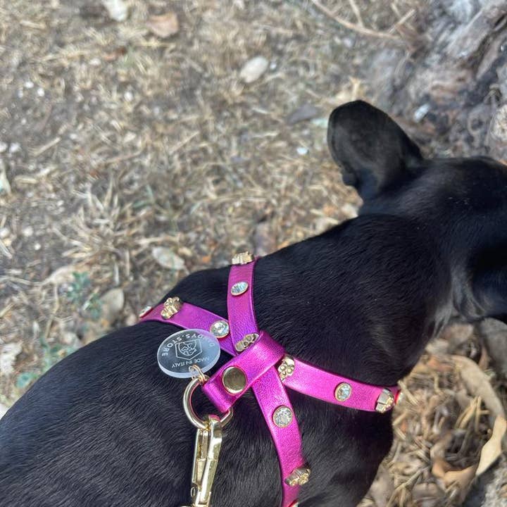 Dandy’s Store - Wholesale Pet Harness - Dog - Dog Harness Set | Genuine Tuscan Leather| Dandy's Store5