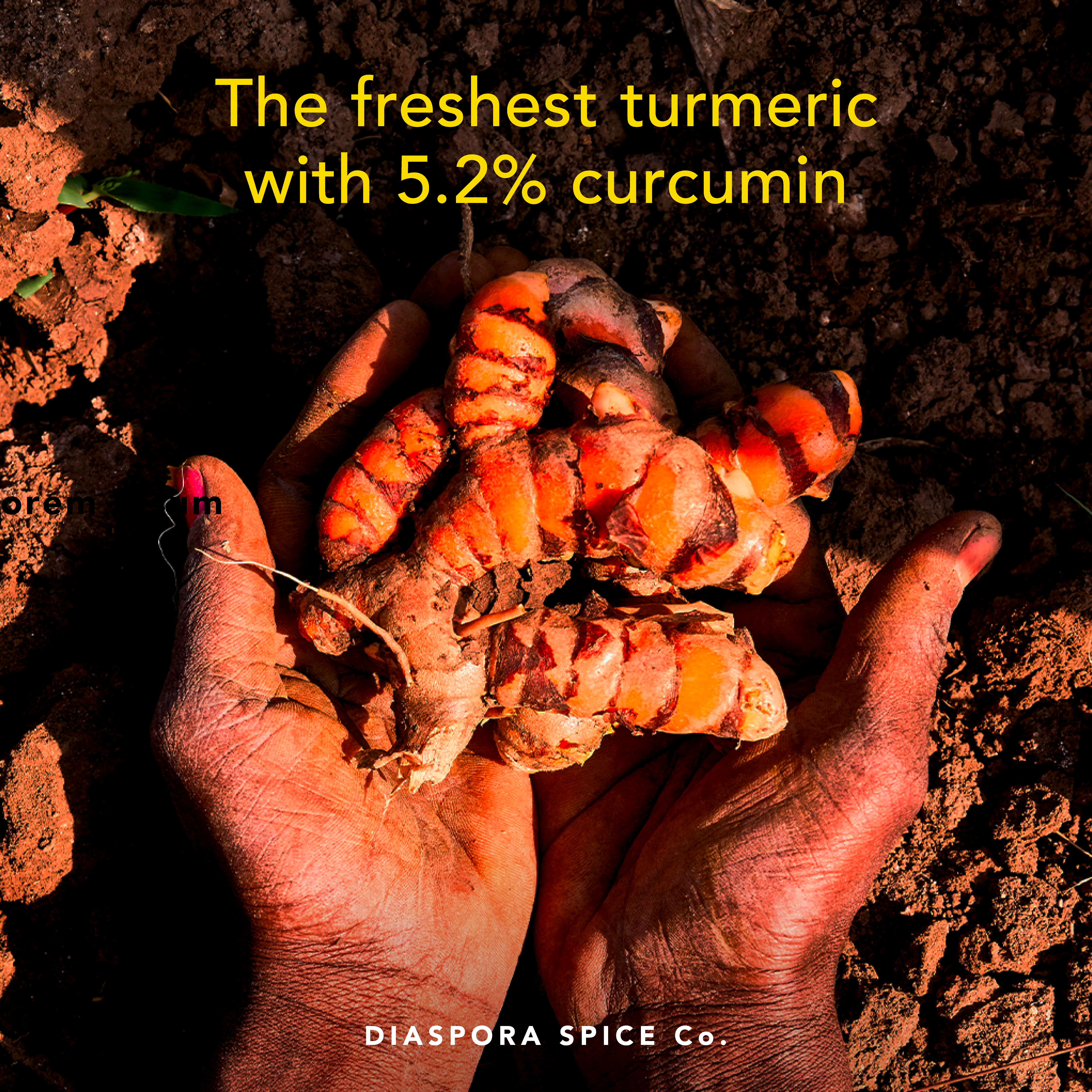 Diaspora Spice Co. - Wholesale Dried Spice - Pragati Turmeric (Powder) - Single-Origin Foodservice Bag2