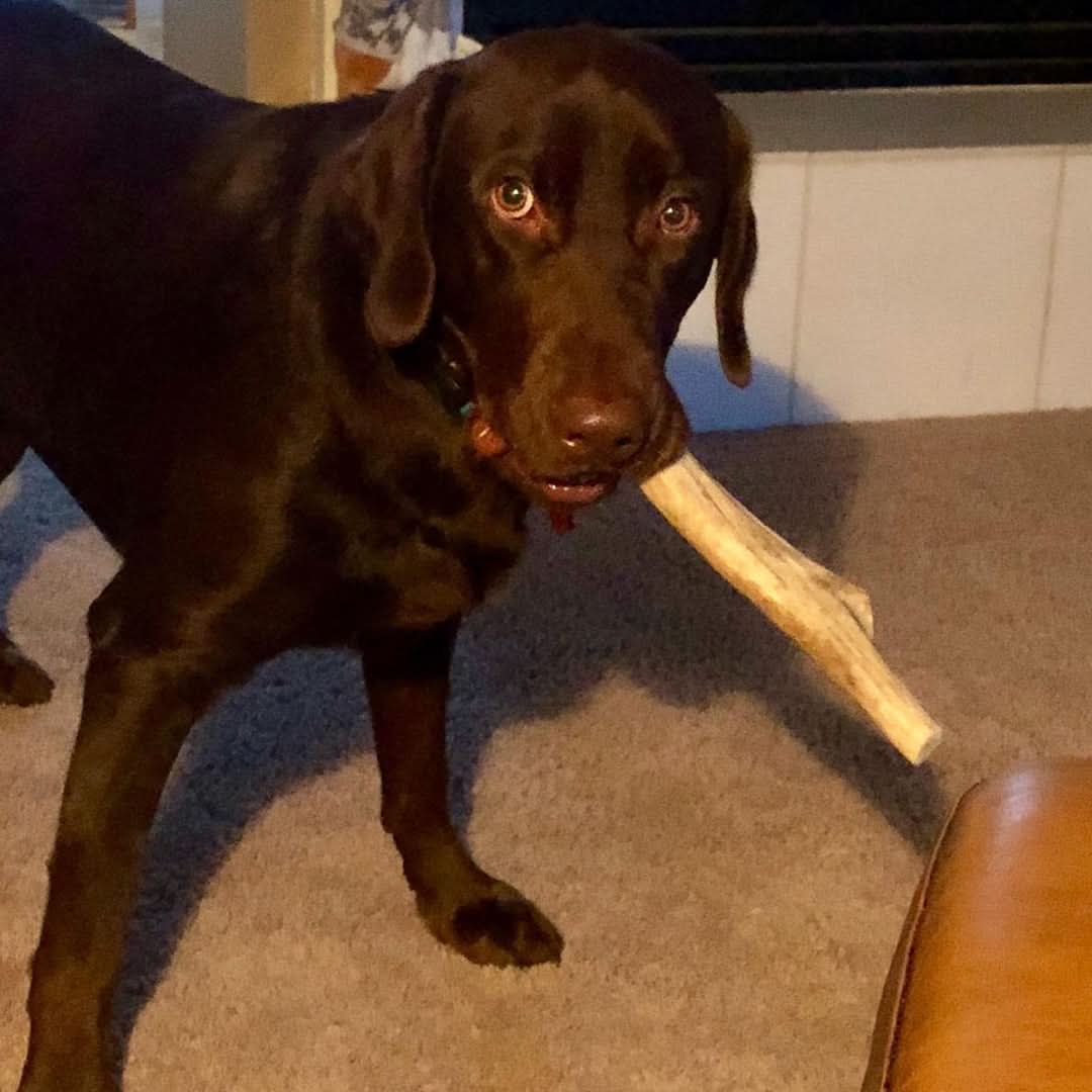 Heartland Antlers - Wholesale Pet Chew Toy - Dog - Split Elk Antler Chew - Large (45-65 lbs)3