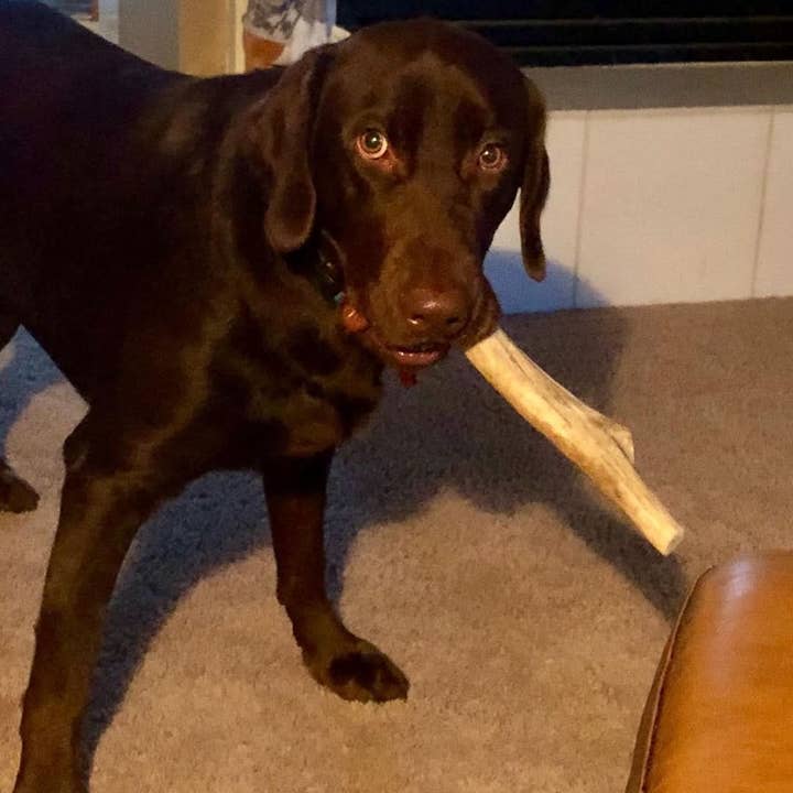 Heartland Antlers - Wholesale Pet Chew Toy - Dog - Split Elk Antler Chew - Large (45-65 lbs)3