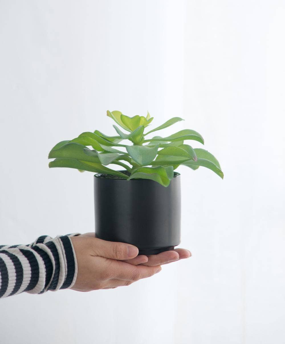 A&B Home Group Inc. – wholesale Artificial plant – Potted Succulent4