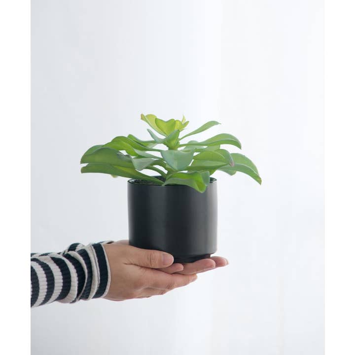 A&B Home Group Inc. – wholesale Artificial plant – Potted Succulent4