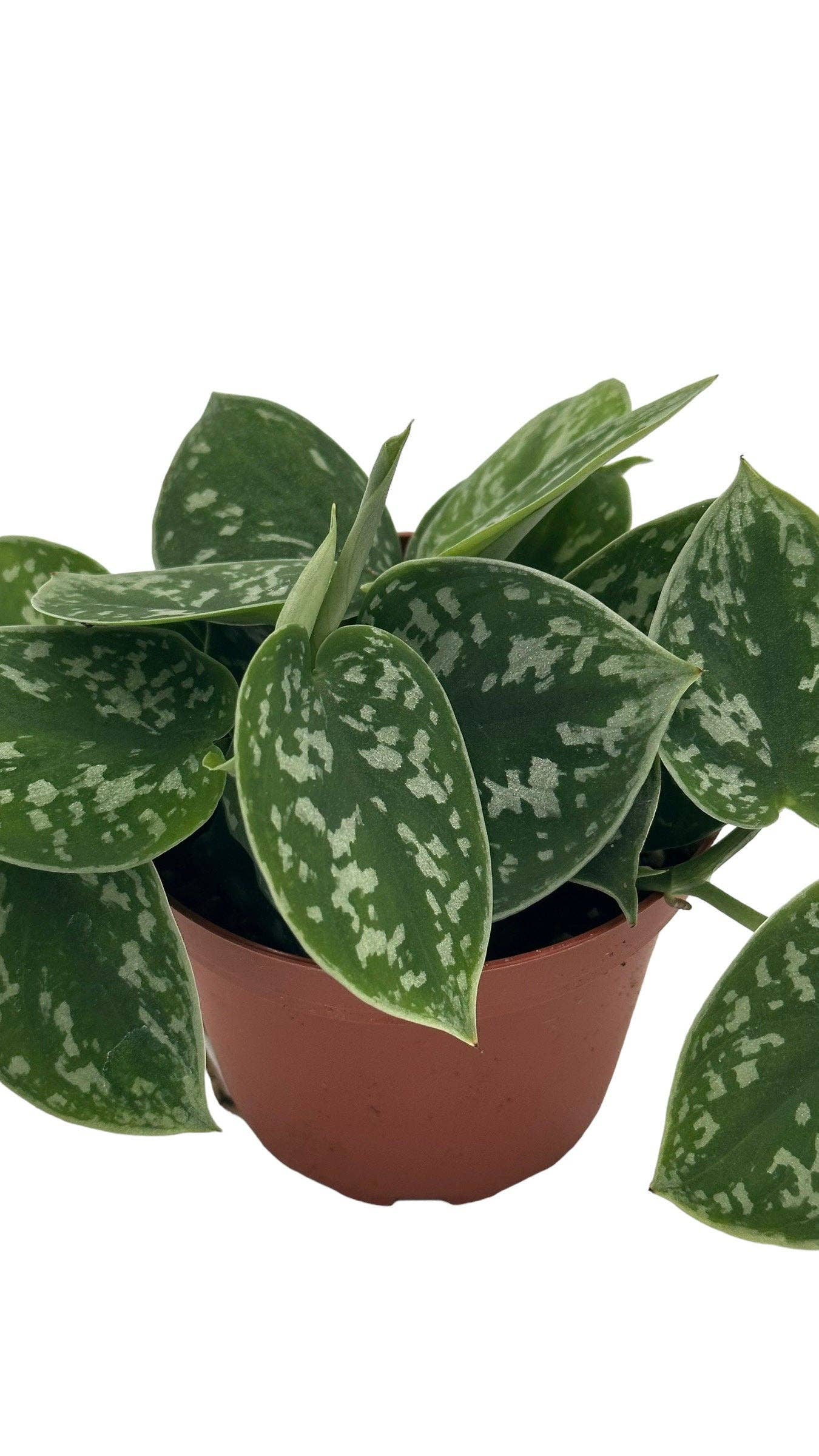 MyPlants LLC - Wholesale Live Plant - Satin Pothos Scindapsus Pictus Argyraeus MyPlants3