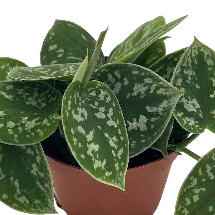 MyPlants LLC - Wholesale Live Plant - Satin Pothos Scindapsus Pictus Argyraeus MyPlants3