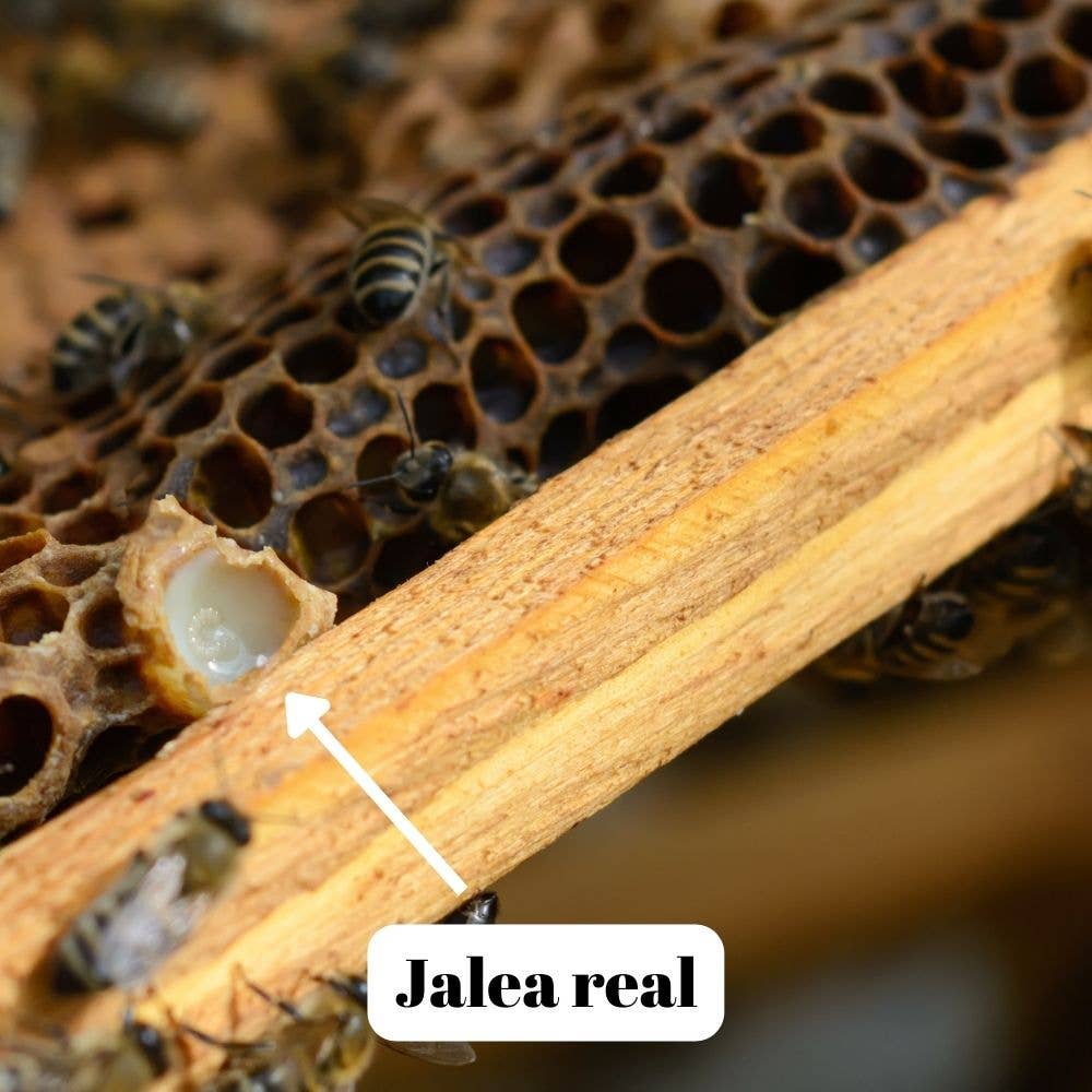 L'ABELLA MIEL – Engroshandel Honning – L'Abellamel frisk gelé royale 20 g1