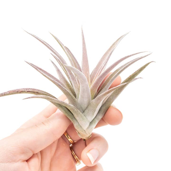 Air Plant Shop - Wholesale Live Plant - Tillandsia Harrisii Air Plants (24)
