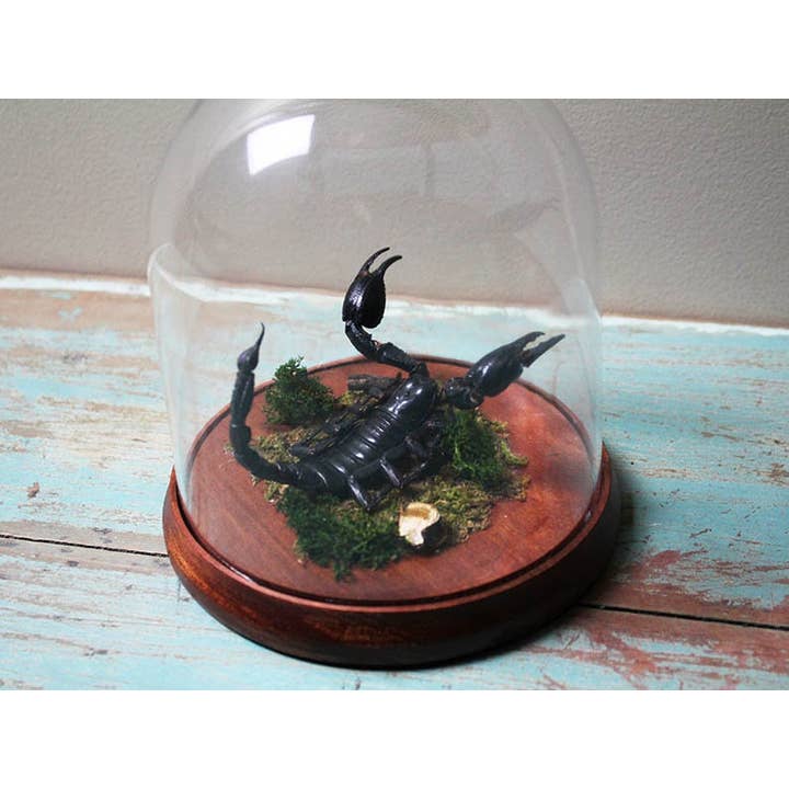 Rain Forest Scorpion in a Dome for wholesale by Newman Art Designs