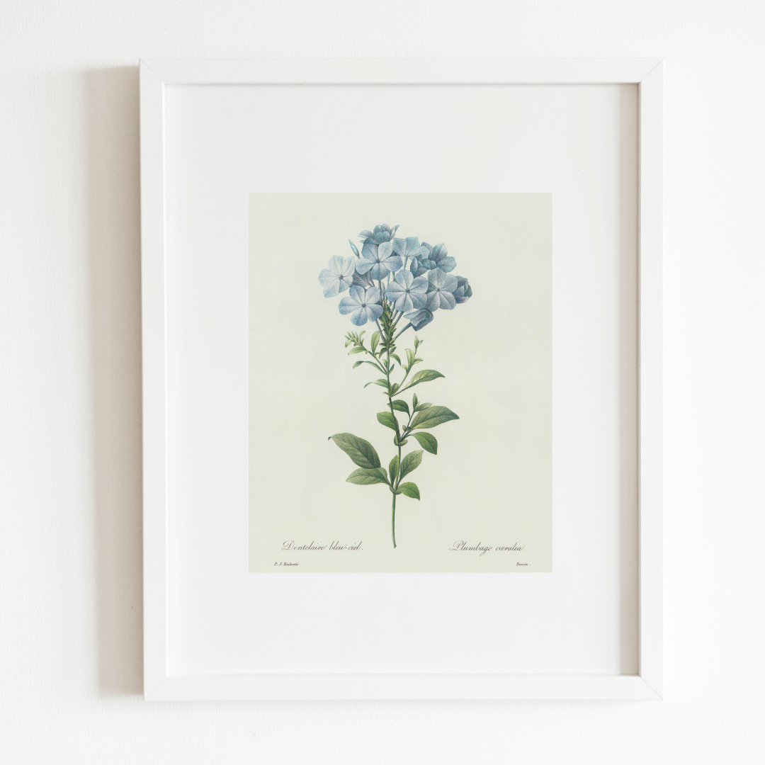 Sea to Skye - Wholesale Art Print - Blue Hydrangea Antique Print2