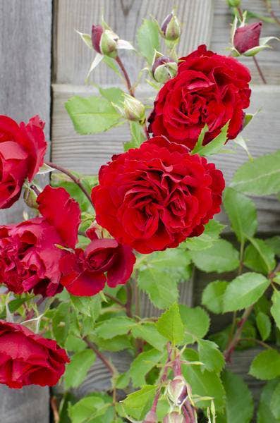 Oasis of Life – Großhandel Künstliche Blumen – Rose Crazy in Love Red – Rote Edelrose – Ø15cm – ↕65cm Höhe – Duftende Gartenrose mit samtroten Blüten – Für Terrasse, Balkon & Garten4