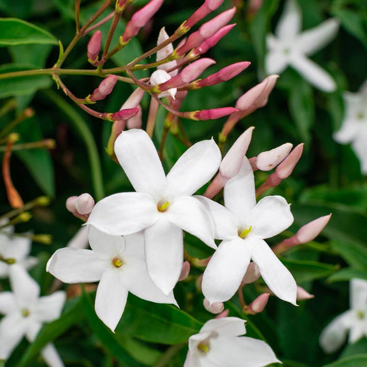 Buckley & Phillips Aromatics - Wholesale Fragrance oil - Jasmine Fragrance Oil3