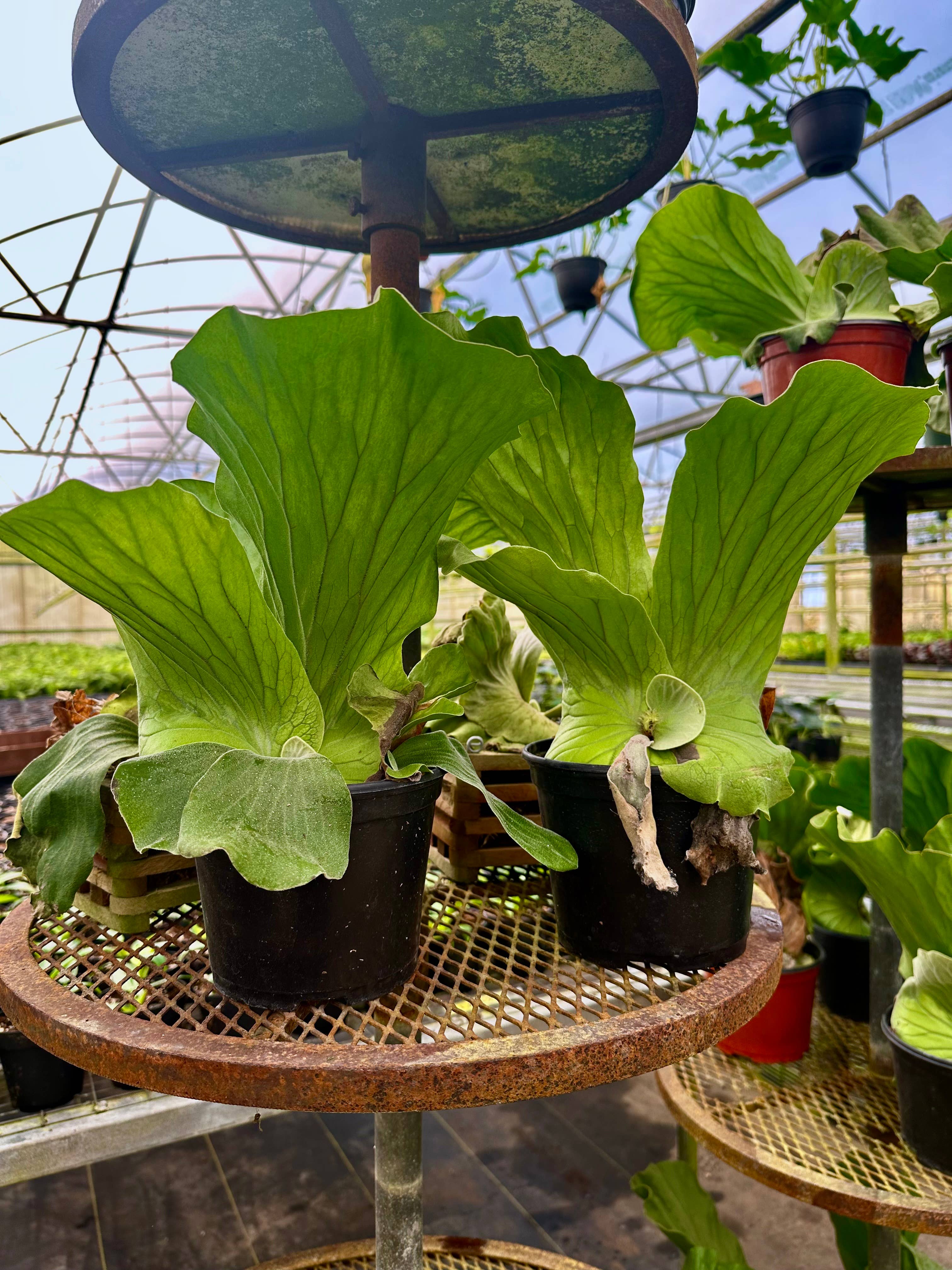 Central Florida Ferns & Foliage - Wholesale Live Plant - FERN Staghorn Elephantotis Live Plant 6in3