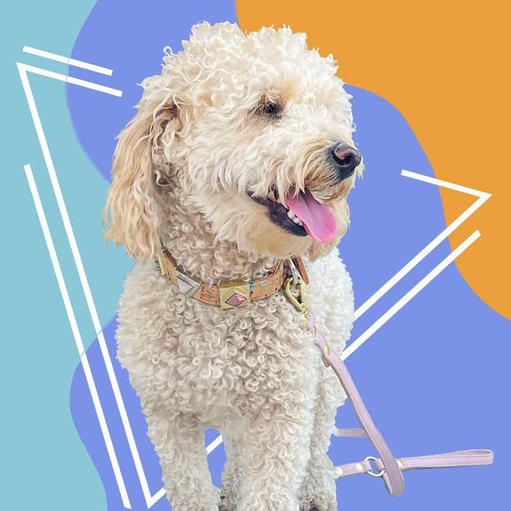 Rainbow Pride Leash for wholesale by DIPHDA