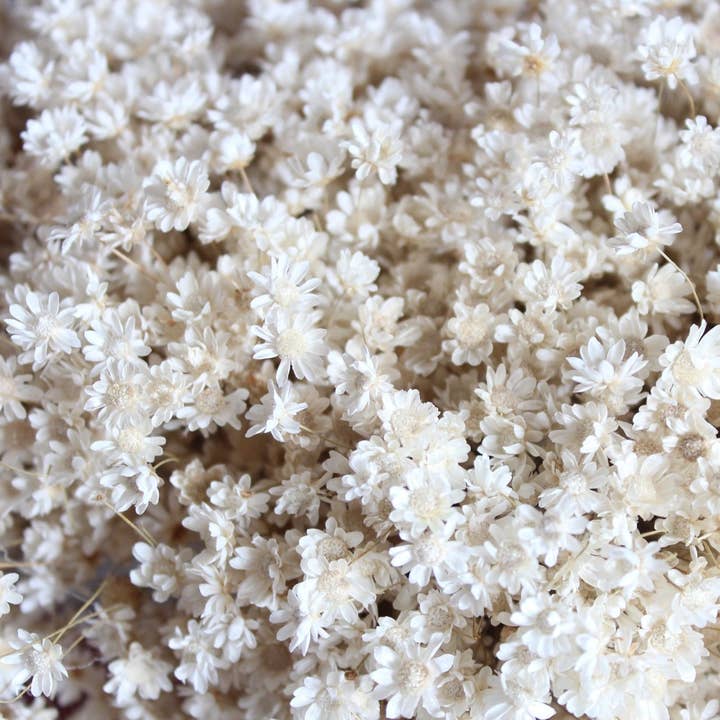 Natural Star Flowers (Marcela) for wholesale on Faire1