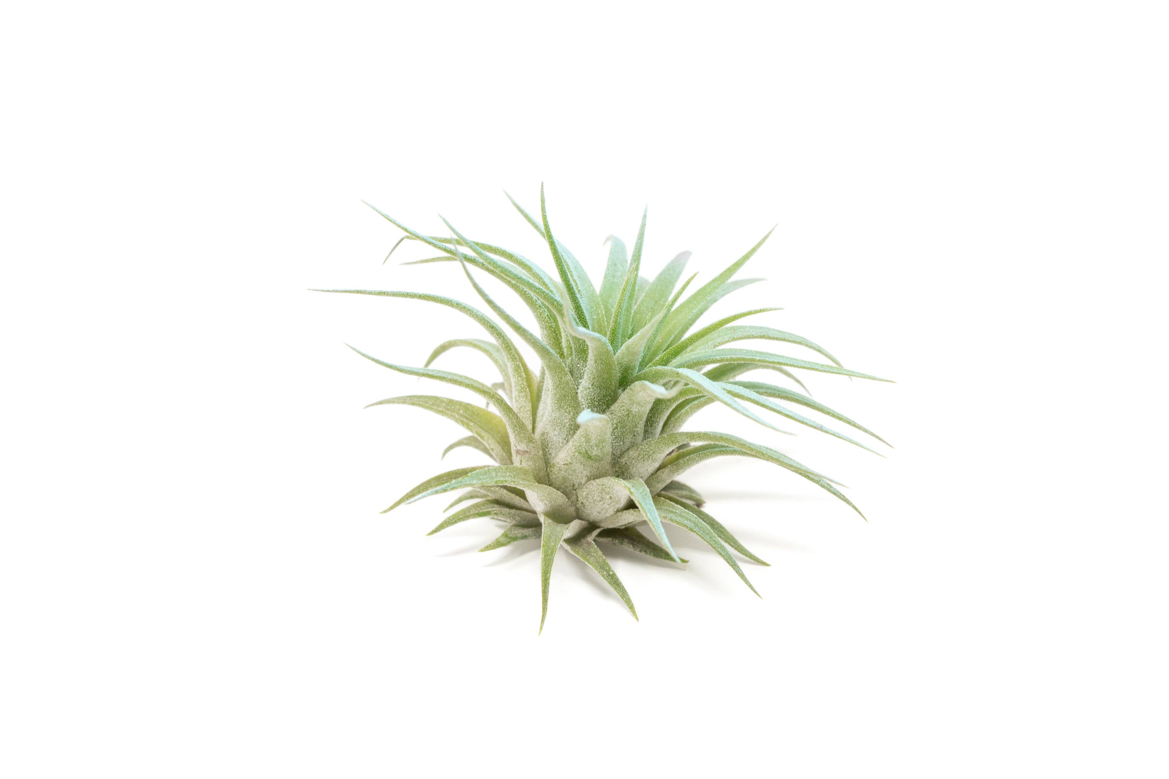 Air Plant Shop - Wholesale Live Plant - Color Enhanced Tillandsia Ionantha Rubra Air Plants31