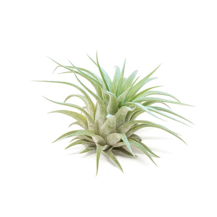 Air Plant Shop - Wholesale Live Plant - Color Enhanced Tillandsia Ionantha Rubra Air Plants31
