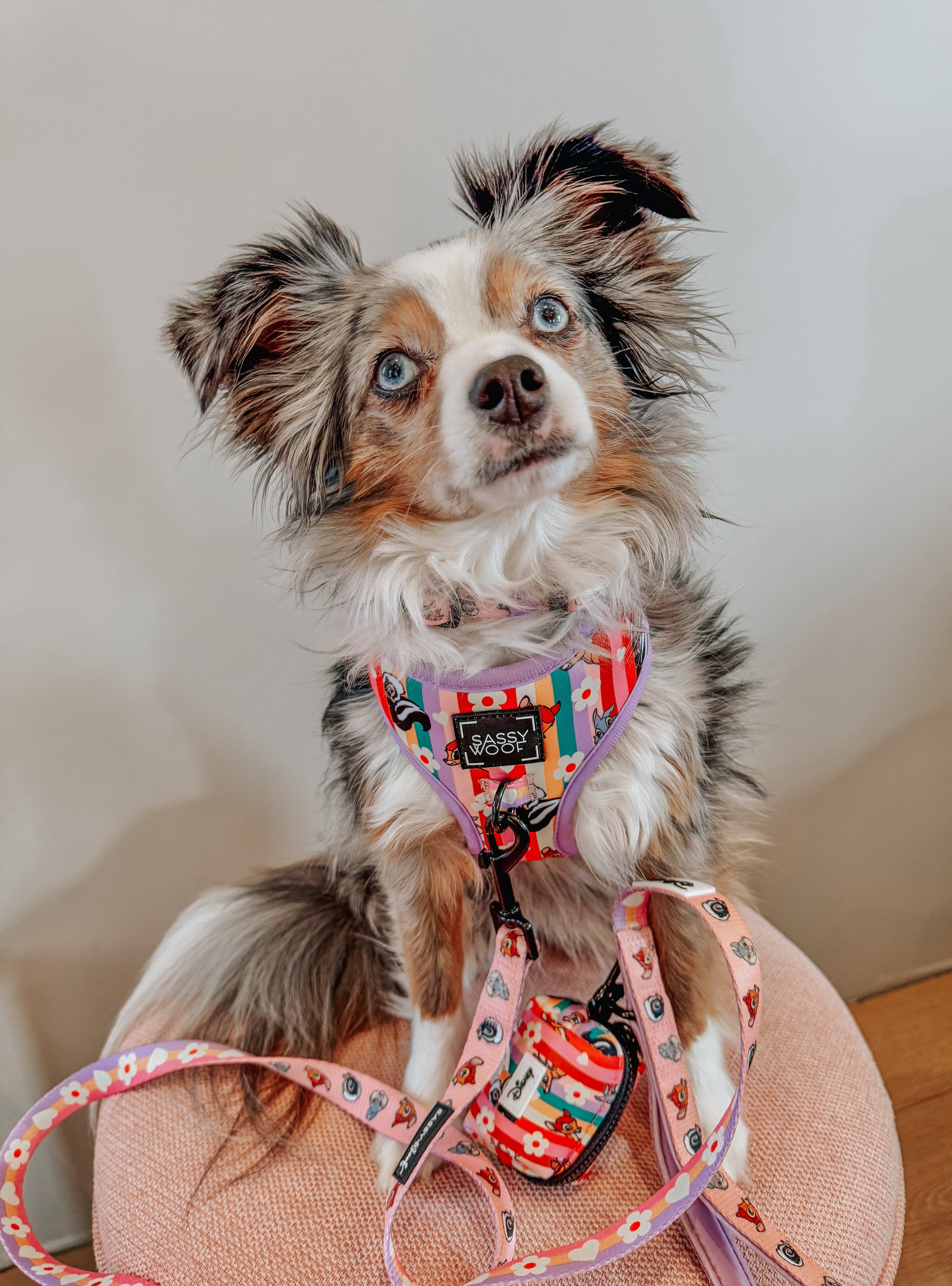 SASSY WOOF - Wholesale Pet Harness - Dog - Dog Adjustable Harness - Disney's Bambi9