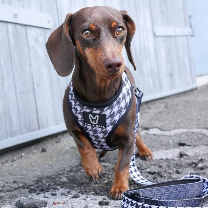 Fibi & Karl - Wholesale Pet Harness - Dog - 2-in-1 dog harness FK