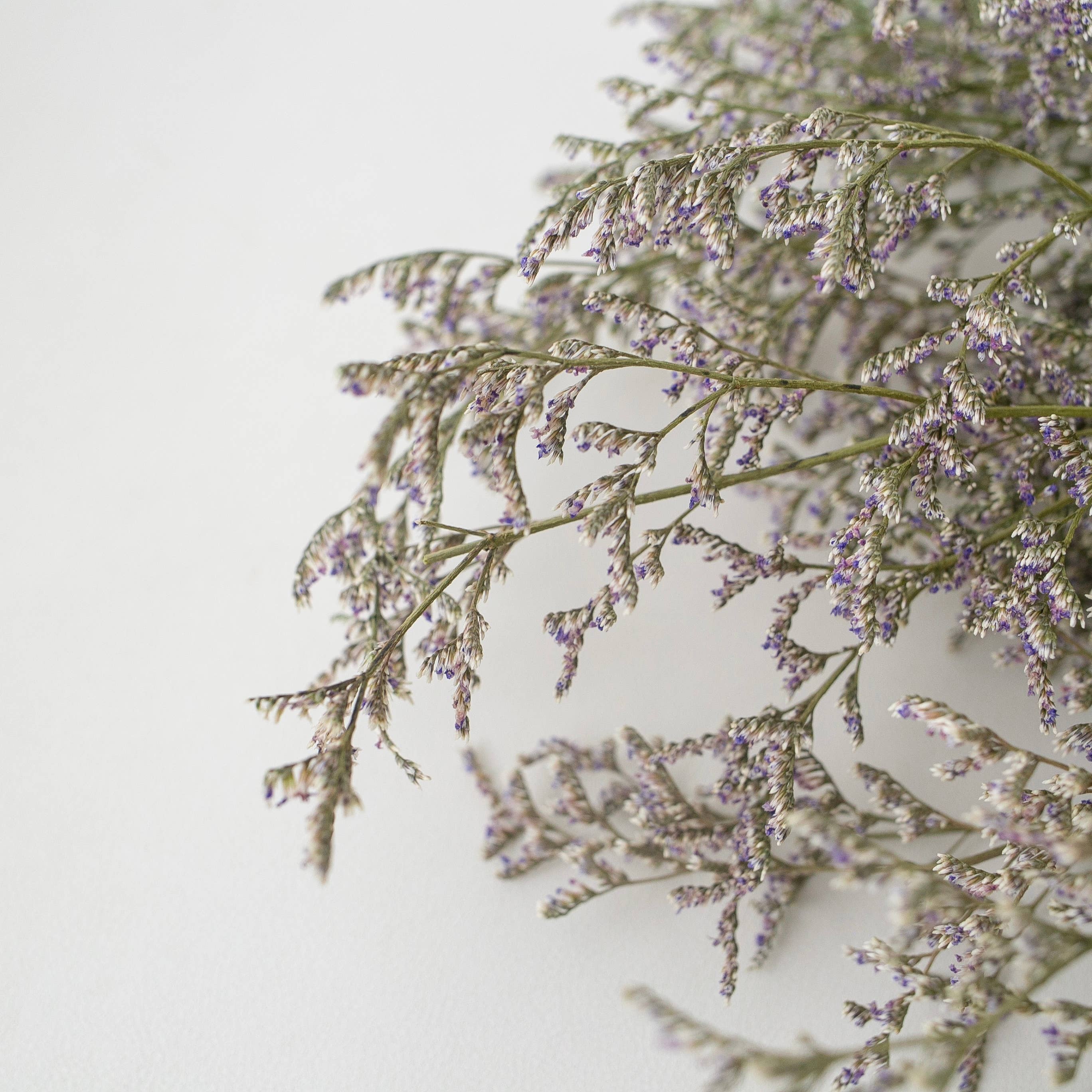 Floral Fields – wholesale Dried/pressed flowers – Love grass dried original, 120g, 60cm1