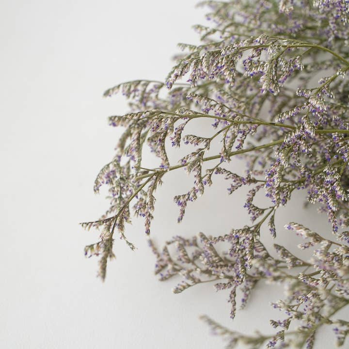 Floral Fields – wholesale Dried/pressed flowers – Love grass dried original, 120g, 60cm1