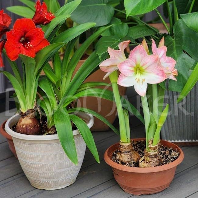 UniqueMartandHome - Wholesale Plant Seeds - Perennial bulbs and Flower Bulbs and Seeds7