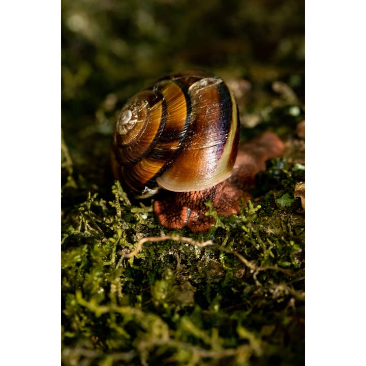 Fotoprint „Tranquil” • Snail, PNW, Woodland voor wholesale door Andrea Morris Art