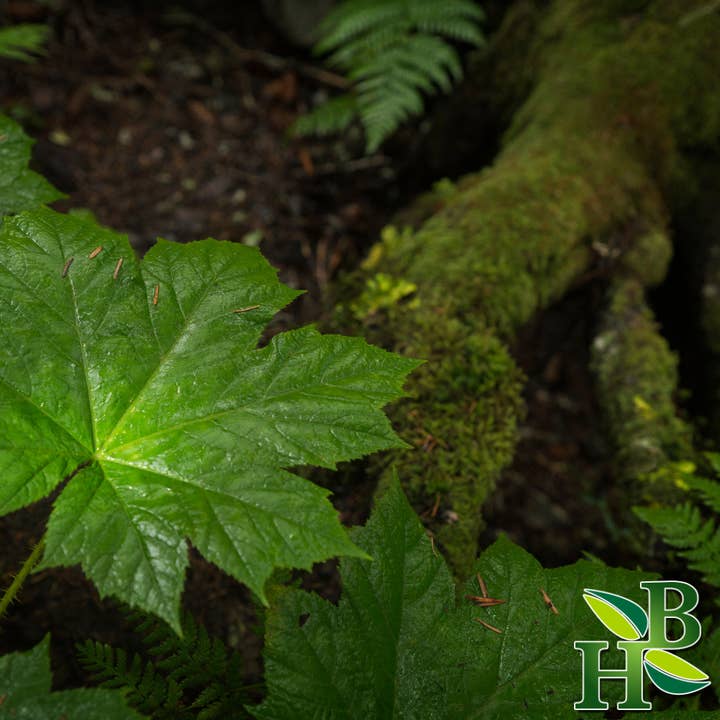 Herb To Body - Wholesale Herbs - Devil’s Claw Root Powder