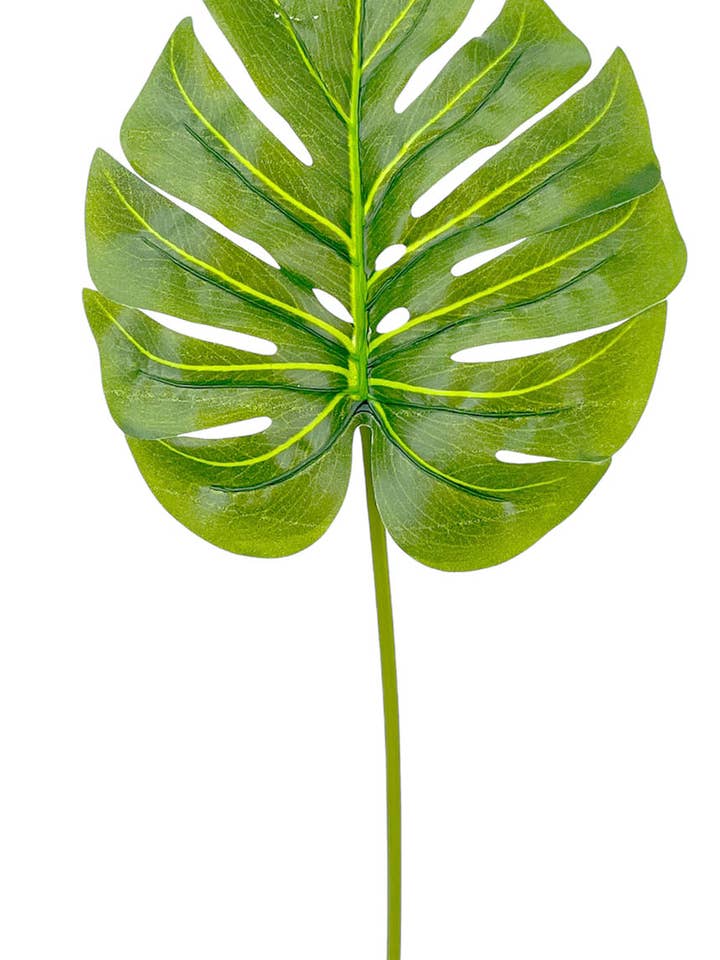 H.MONSTERA TACT.NAT VERT CLA.50cm(20cm) pour la vente par Aguilar Málaga