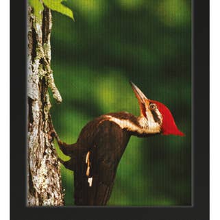 National Geographic Pileated Woodpecker for wholesale by if USA