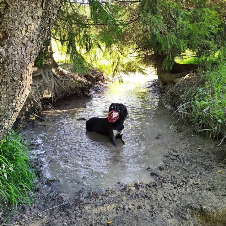 Muzzle & Snout - Wholesale Pet Muzzle - Lightweight muzzle - greyhound size- standard1