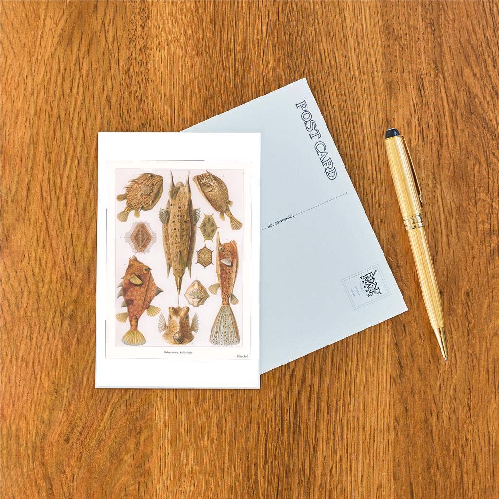 Found Image Press - Wholesale Postcard - Postcard SE-144 Ostraciontes. Kofferfische1