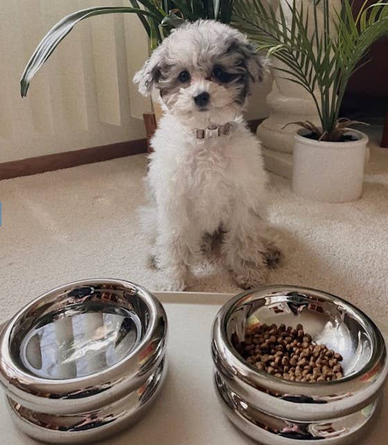 Catenary Home – wholesale Husdjursskål - Katt och hund – Chrome Upphöjd Halo Husdjursskål3