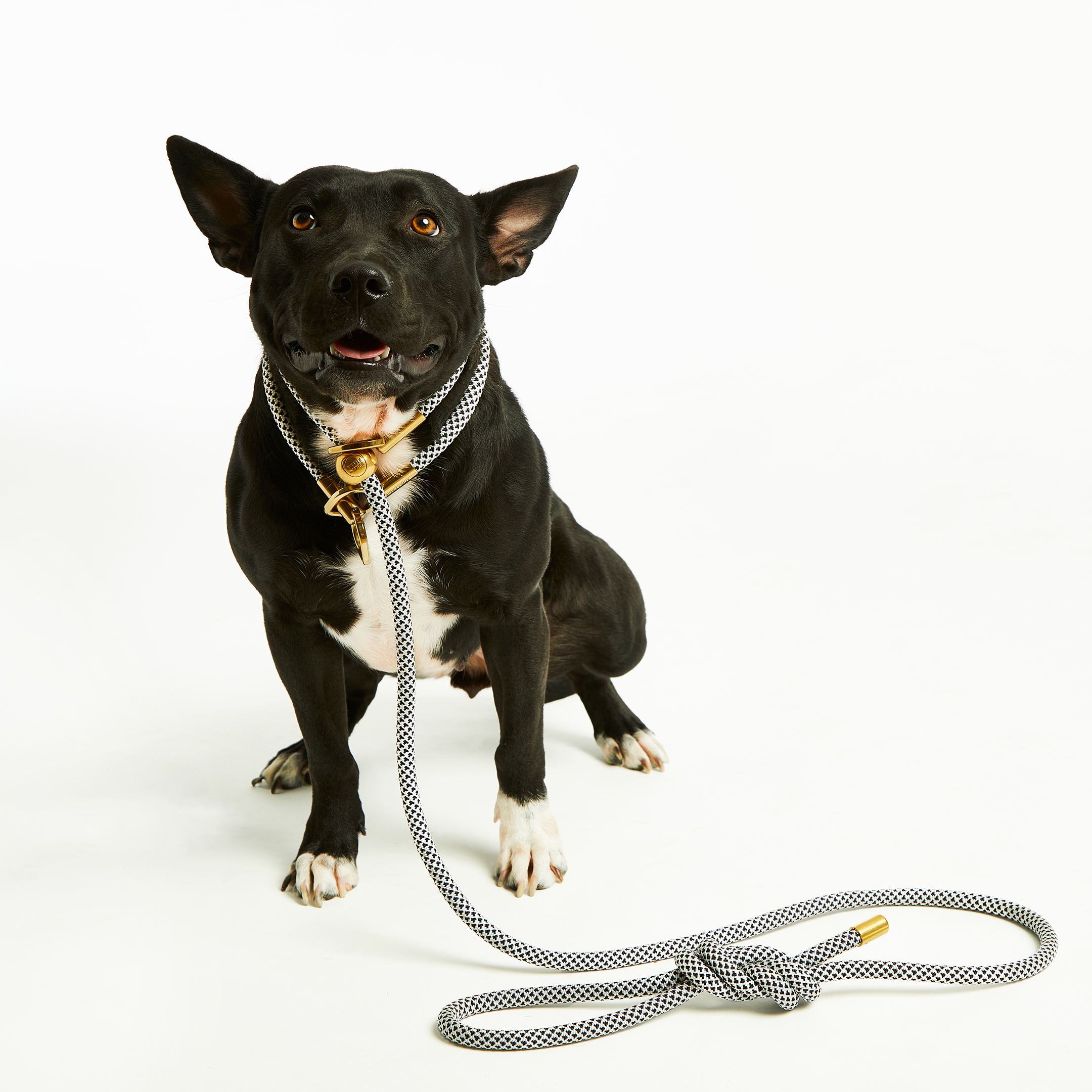 Bubble and Spike - Vente Laisse – chien - Laisse Simple Slip Lead™ Black Diamond5