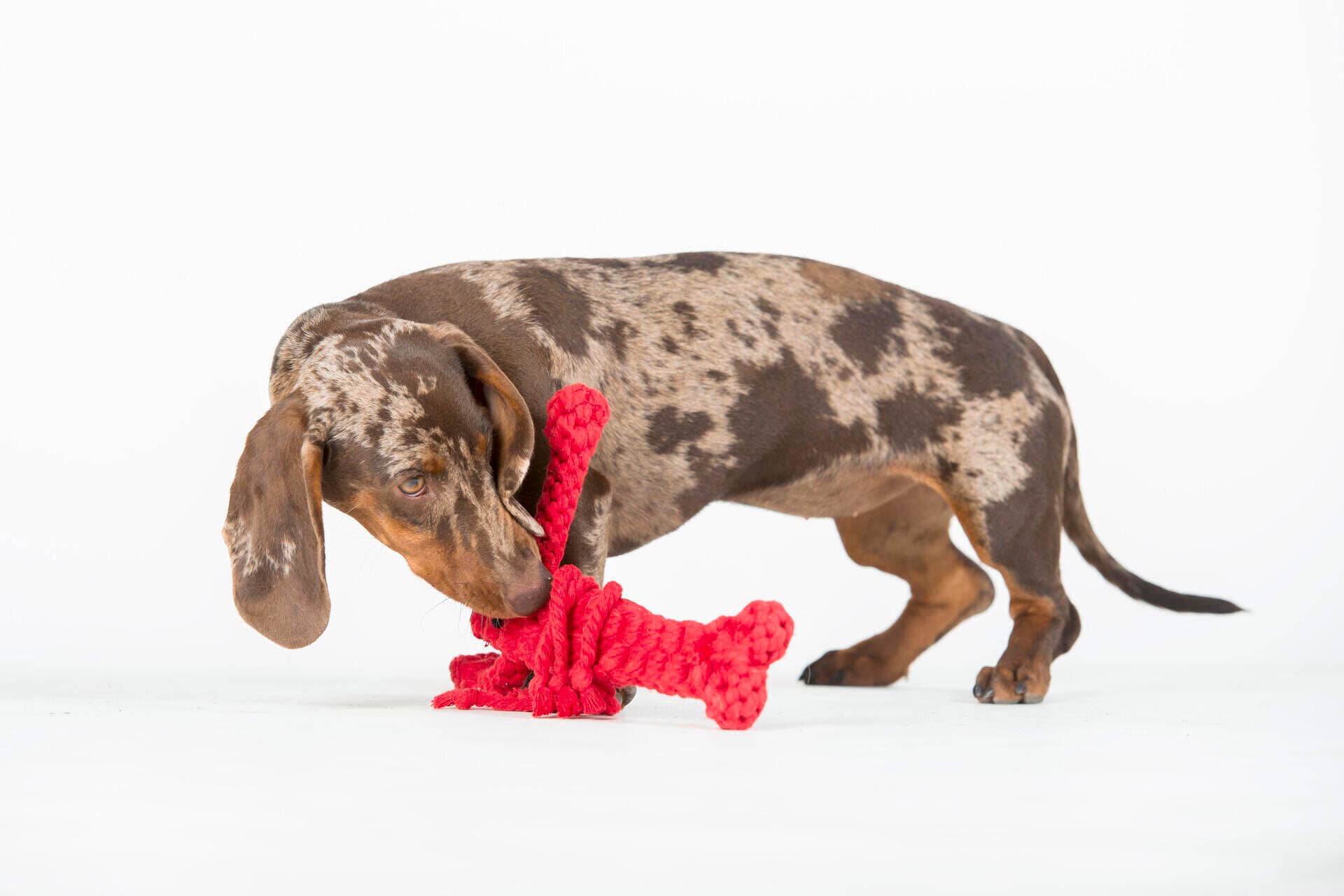 LABONI - Volentis GmbH - Vendita all'ingrosso Giocattolo di corda - Cani - Hugo Hummer5