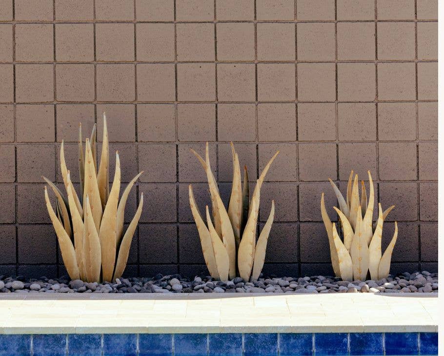 Desert Steel - Vente Plantes artificielles - Empereur Agave6