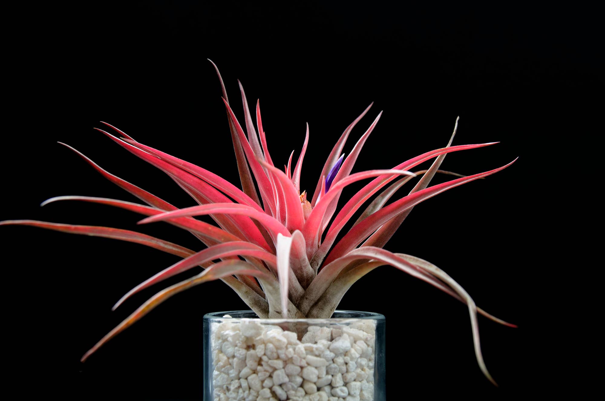 The Artizan Way - Vente Plante - Tillandsia Velutina - Plante Air Live7