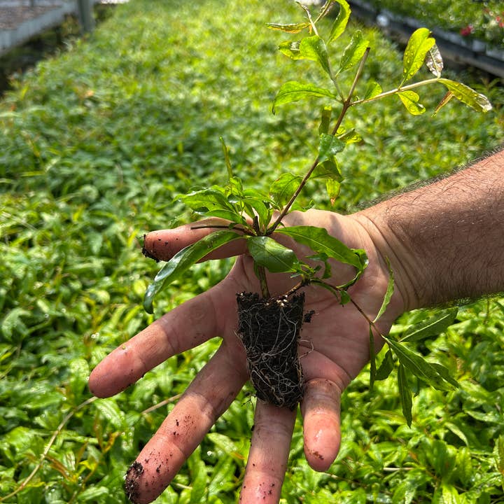 50 cell 'Wonderful' Pomegranates (Punica granatum) for wholesale by O F Nelson’s