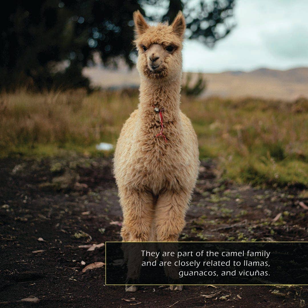 My Incredible World - Wholesale Early Reader Book (6-8) - Alpacas! A My Incredible World Picture Book for Children3