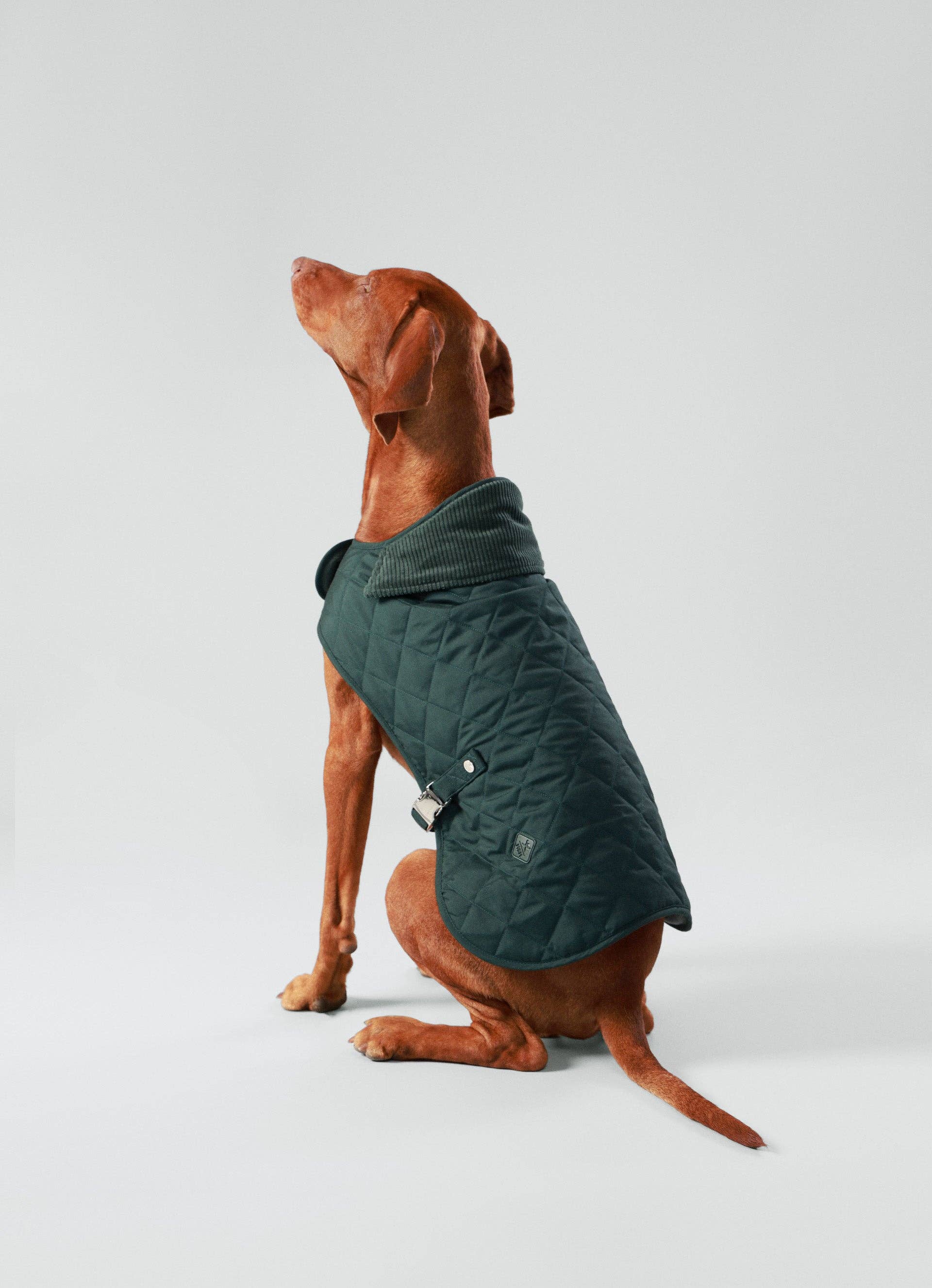 Hugo & Hudson – wholesale Pet jacket – Dog – Hackett x Hugo Hudson Forest Green Quilted Dog Jacket7