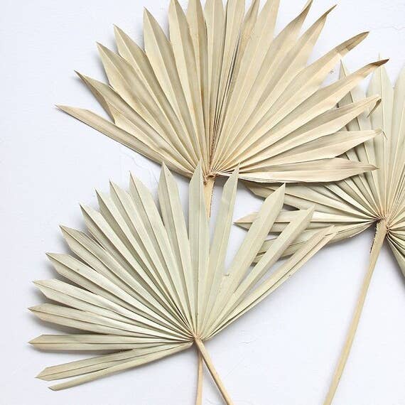 In Flower - Wholesale Dried/Pressed Flowers - Sun Palm Bunch