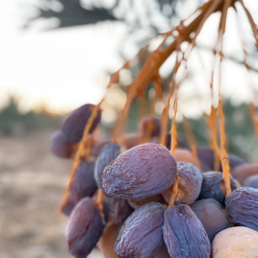 dadelskopen.nl - Wholesale Dried/Dehydrated Fruit - Classic Medjoul Dates from Palestine3