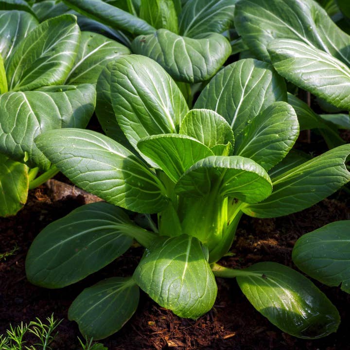 The Rike - Wholesale Plant Seeds - Green Bok Choy Seeds pok choy 2 pack x1500 Seeds