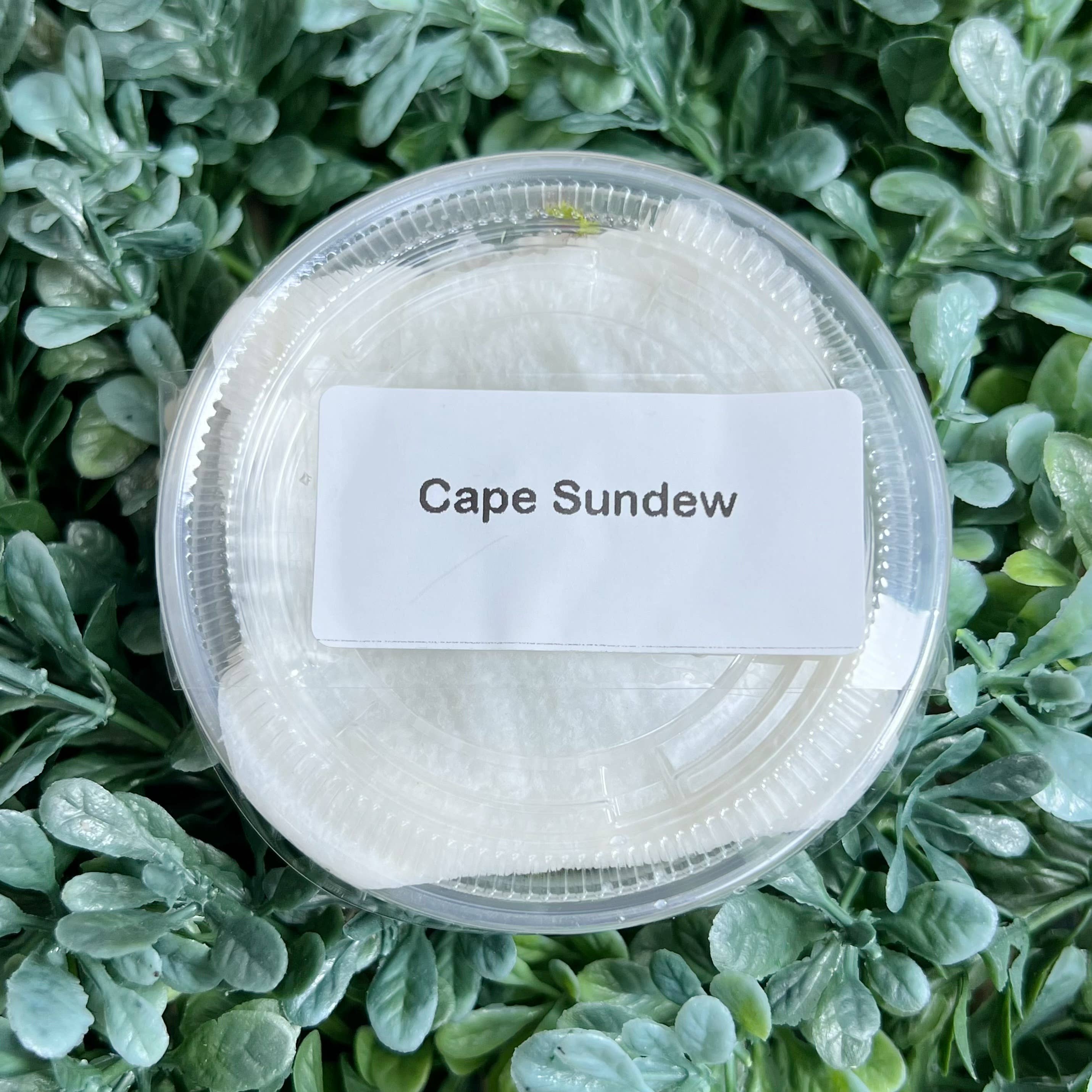 bloomify - Wholesale Live Plant - Cape Sundew(Drosera) –Gnat-Eating Carnivorous (Plant Only)4