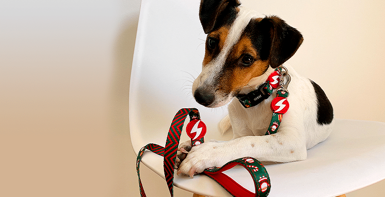 DASHI - Wholesale Pet Leash - Dog - Dashi Noel Leash Medium1