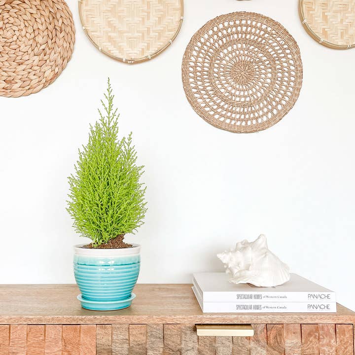 Hycroft Home Decor - Wholesale Plant Pot - Lia Ceramic Planter Pot, Drainage Hole and Attached Saucer
