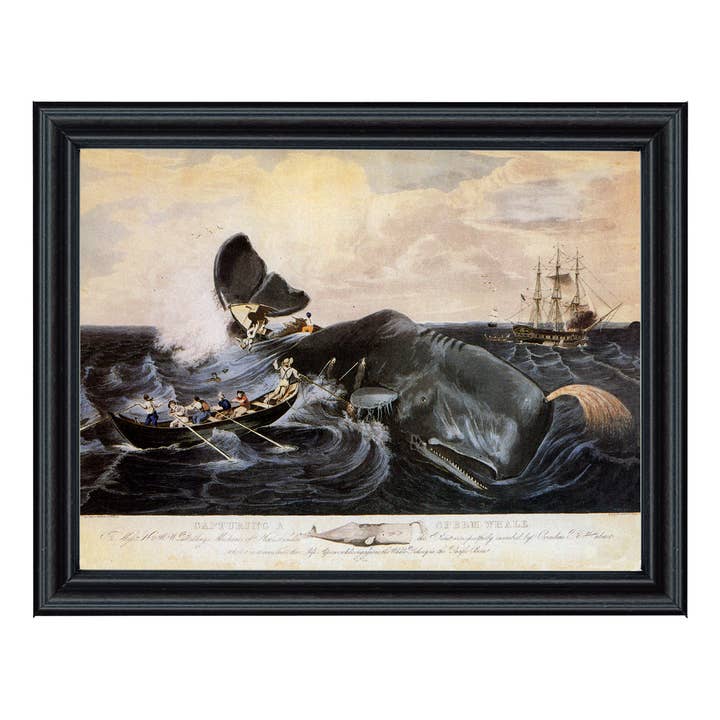 Capturing a Sperm Whale Vintage Print Behind Glass, 11" x 14" for wholesale by Madison Bay Co. - Historical Home Decor Reproductions
