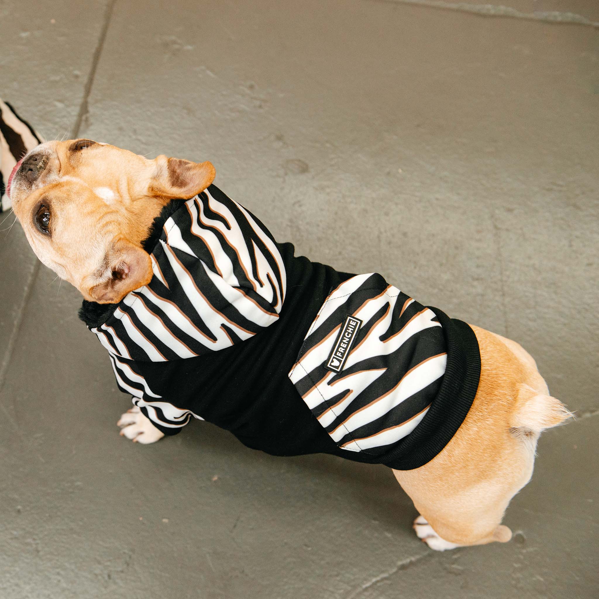 Frenchie - Venta al por mayor Sudadera - Perros - Sudadera con capucha Frenchie Dog - Zebra6