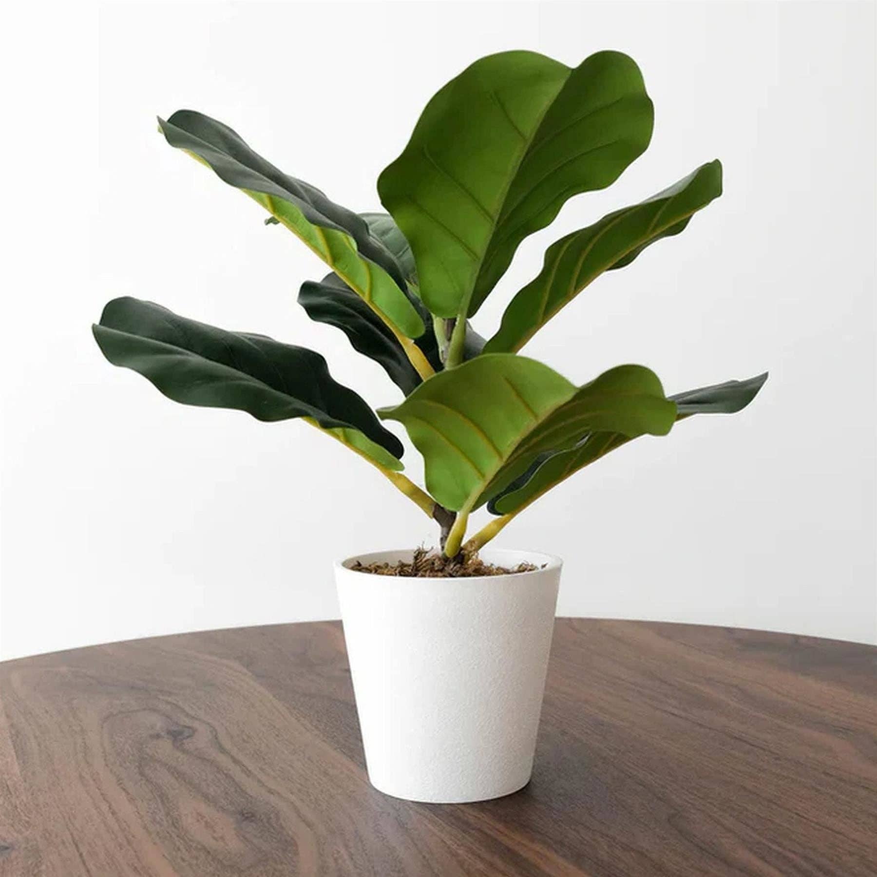 Leaf Design UK LTD - Wholesale Artificial plant - Pack of 6 x 38cm Potted Fiddle Fig Plant3