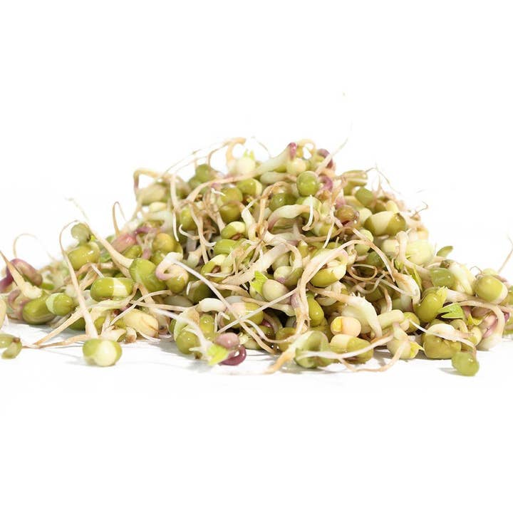 Sproutman - Wholesale Plant seeds - Organic Mung Bean Sprouting Seed4